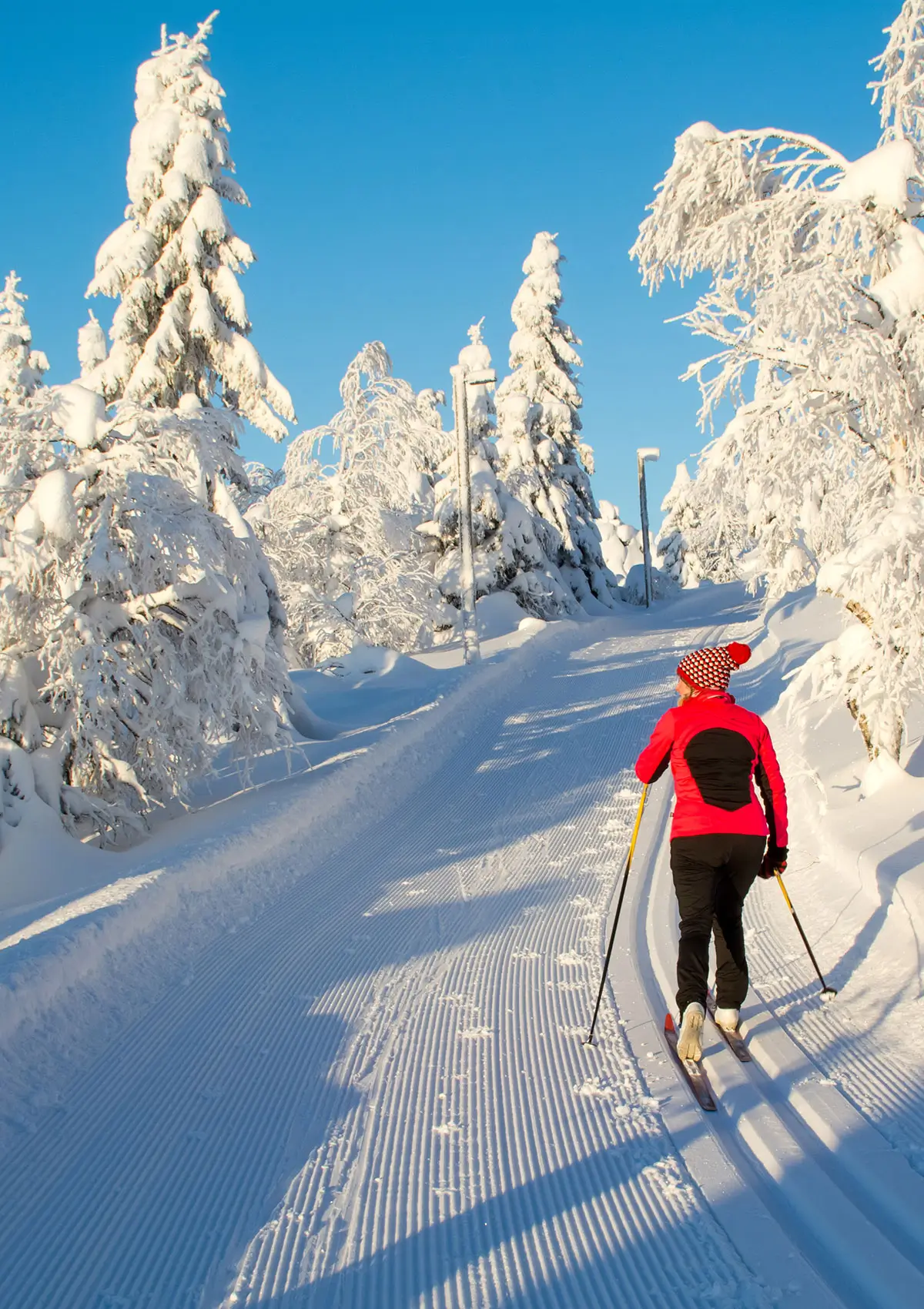 Plein air de proximité - Ski de fond en forêt